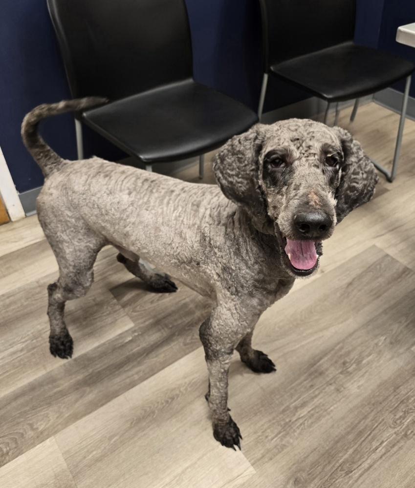 Enlarge Oliver, a Adoptable mixed breed in Kennesaw, GA image 1/1