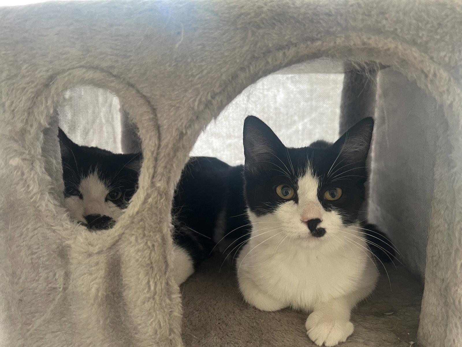 Enlarge Marbles, a Adoptable Tuxedo in Fort Collins, CO image 3/3