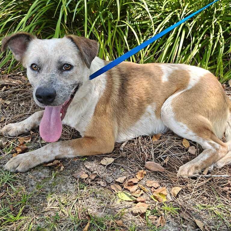 Daisy, ADOPTABLE, Young Female Cattle Dog.