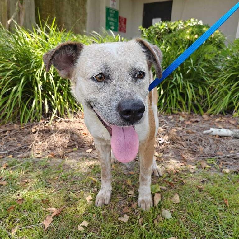 Daisy, a ADOPTABLE mixed breed in Valdosta, GA image 2/2