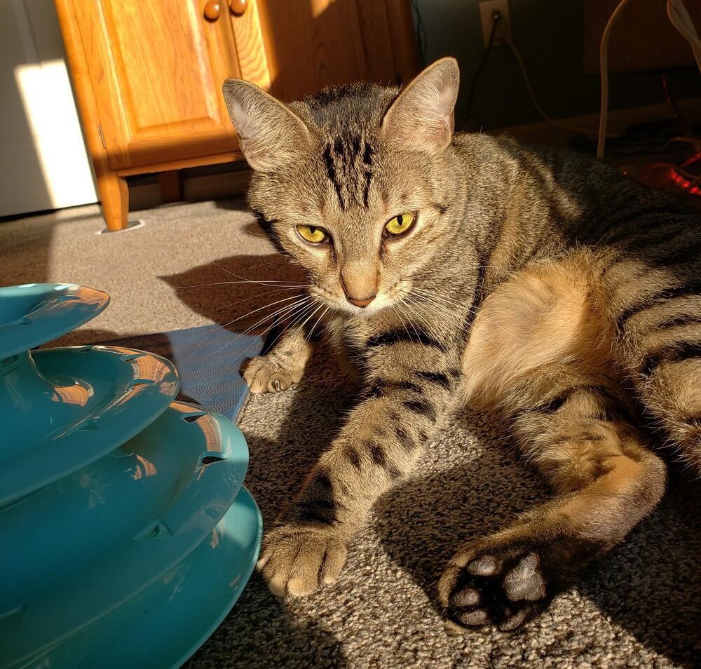 Bean the Queen, Adoptable, Young Female Tabby & Siamese.