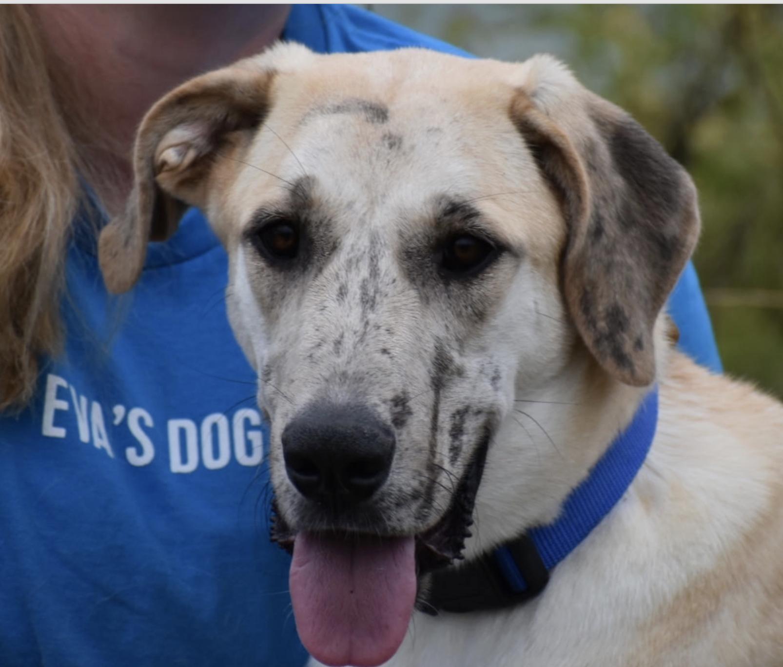 Emma Meesseman, ADOPTABLE, Young Female Great Dane.