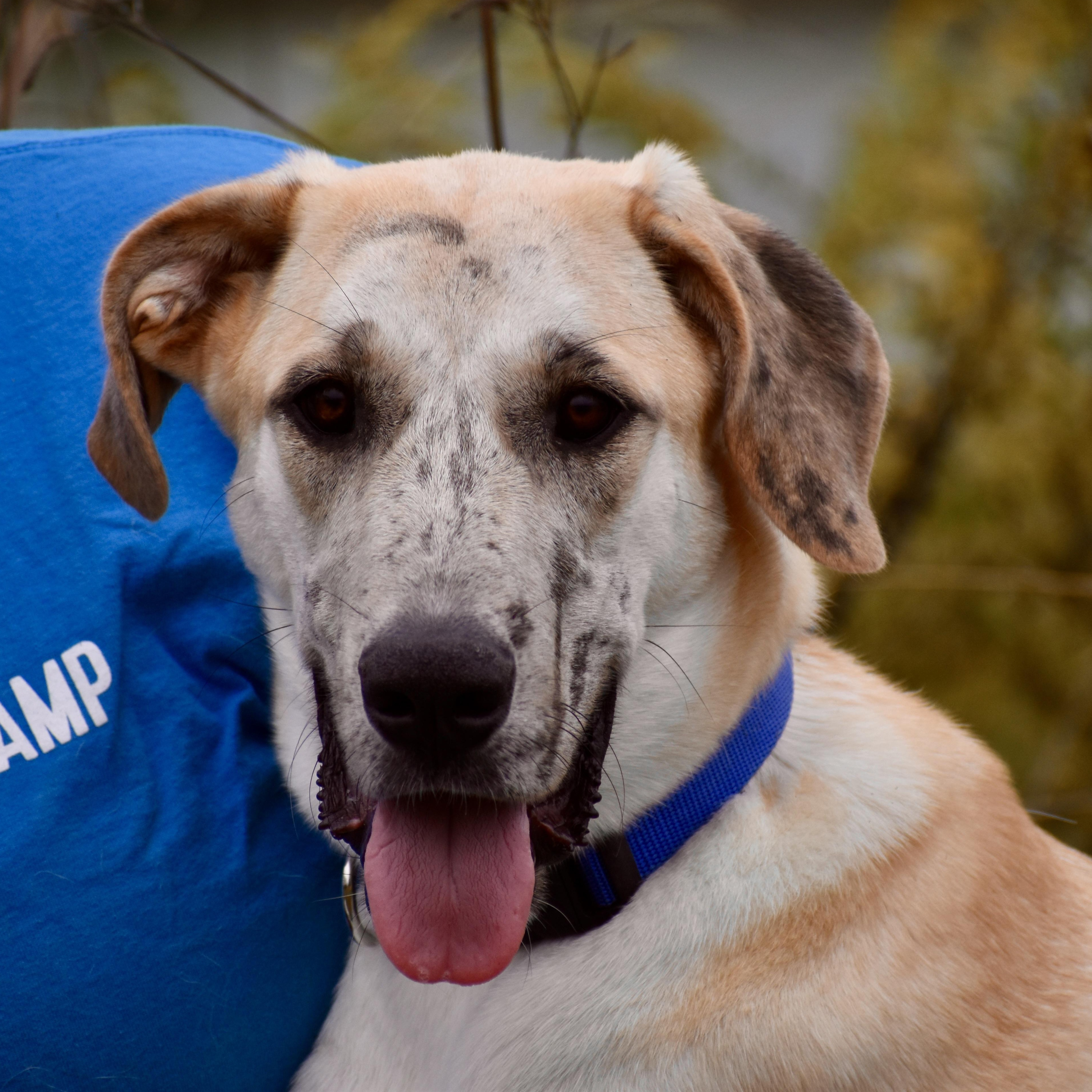Emma Meesseman, ADOPTABLE, Young Female Great Dane.