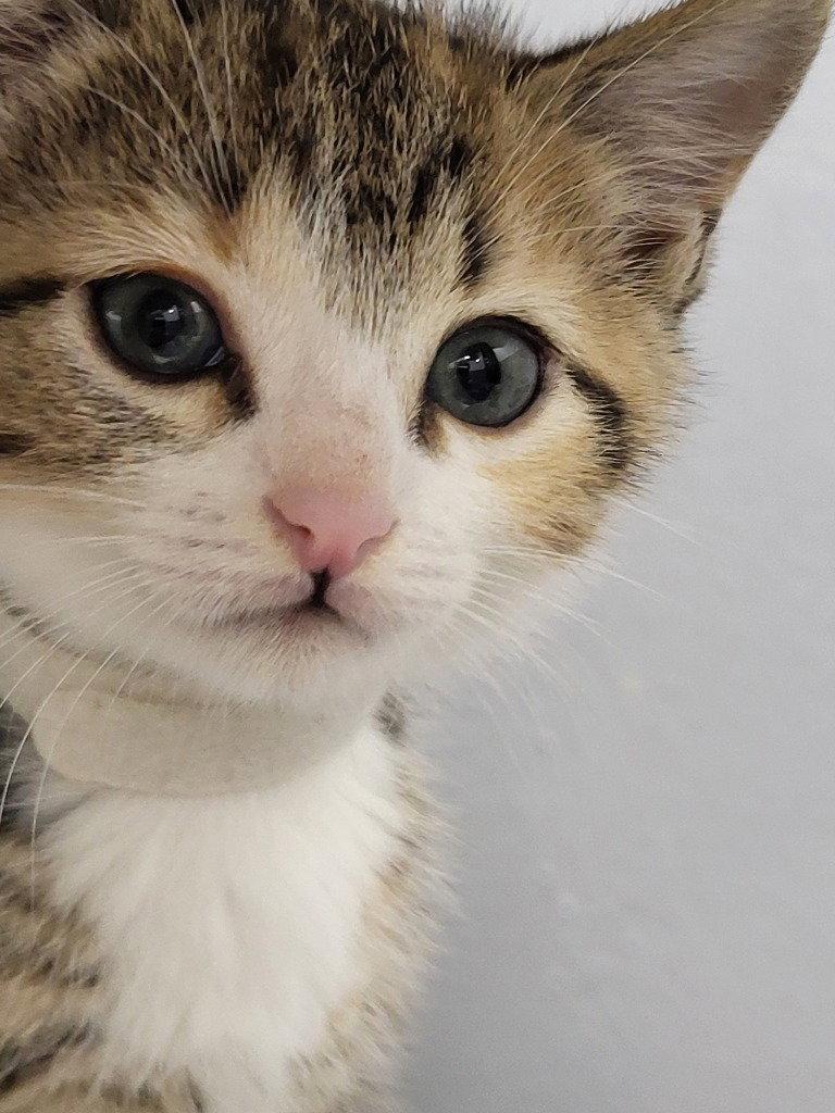 Max, Adoptable, Kitten Male Tabby.