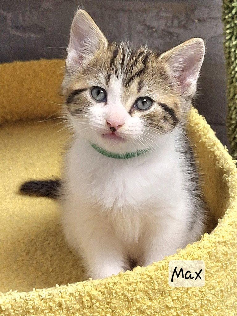 Enlarge Max, a Adoptable Tabby in Ellijay, GA image 2/3