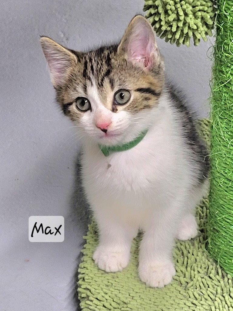 Max, a Adoptable Tabby in Ellijay, GA image 1/3