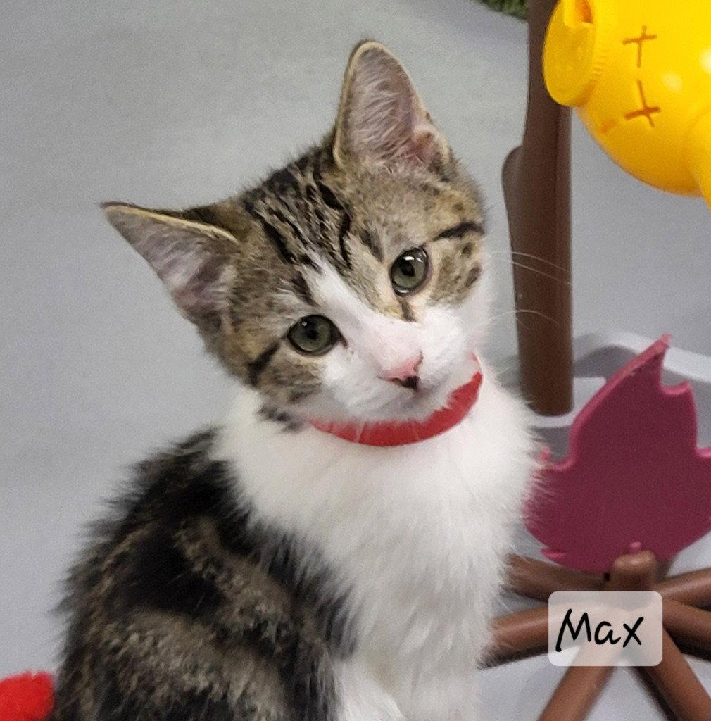 Max, a Adoptable Tabby in Ellijay, GA image 2/3