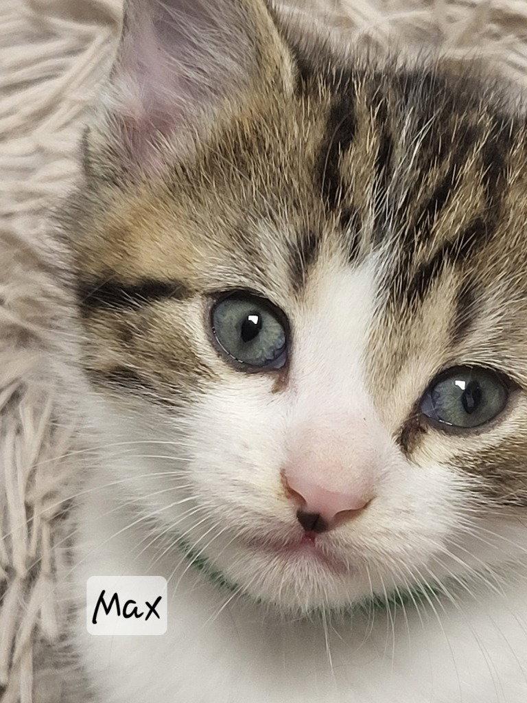 Enlarge Max, a Adoptable Tabby in Ellijay, GA image 3/3