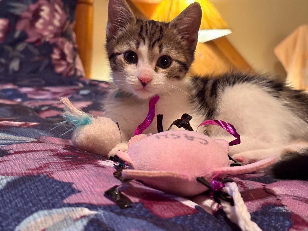 Max, a Adoptable Tabby in Ellijay, GA image 3/3