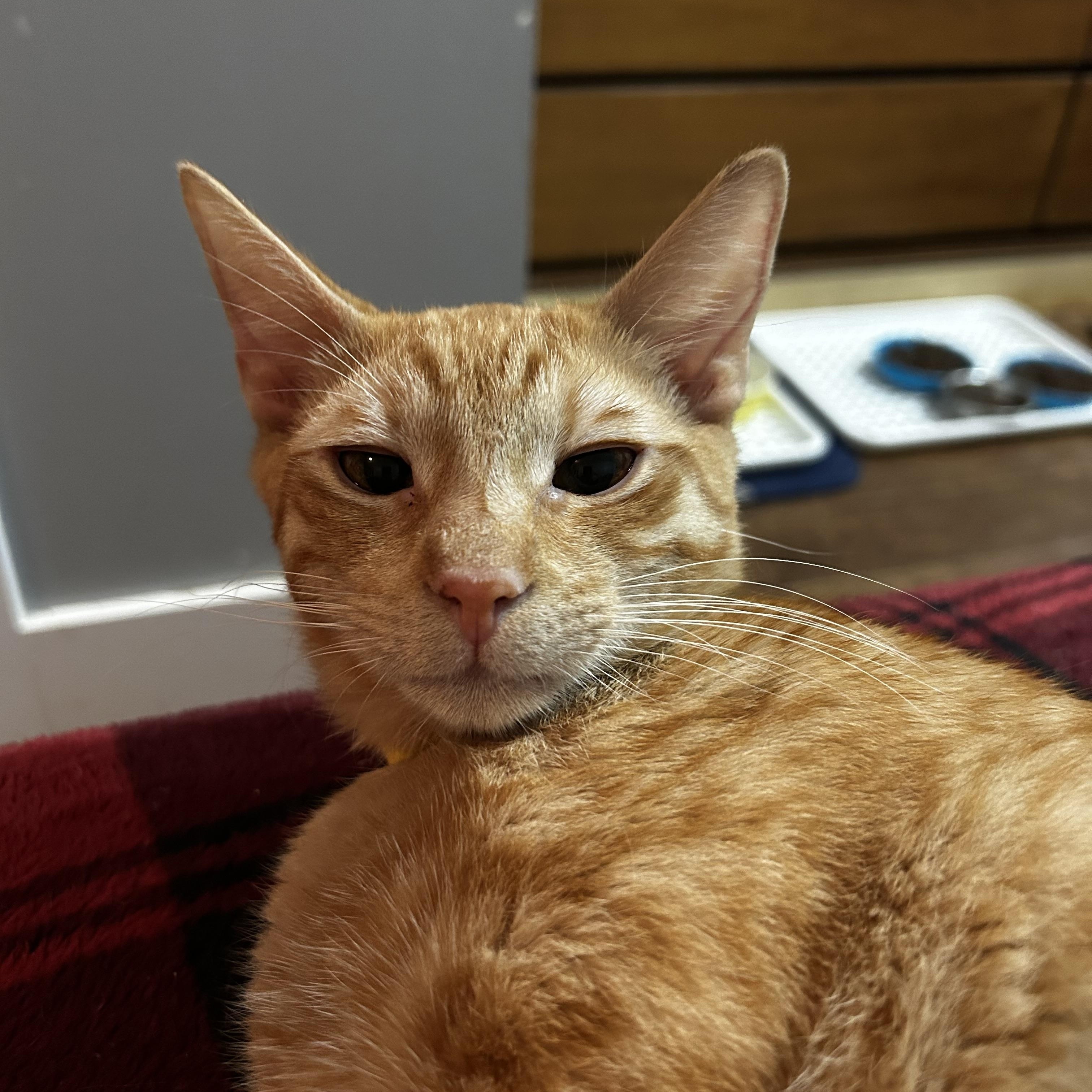 Enlarge Poker, an adopted Domestic Short Hair in BURNABY, BC image 1/1