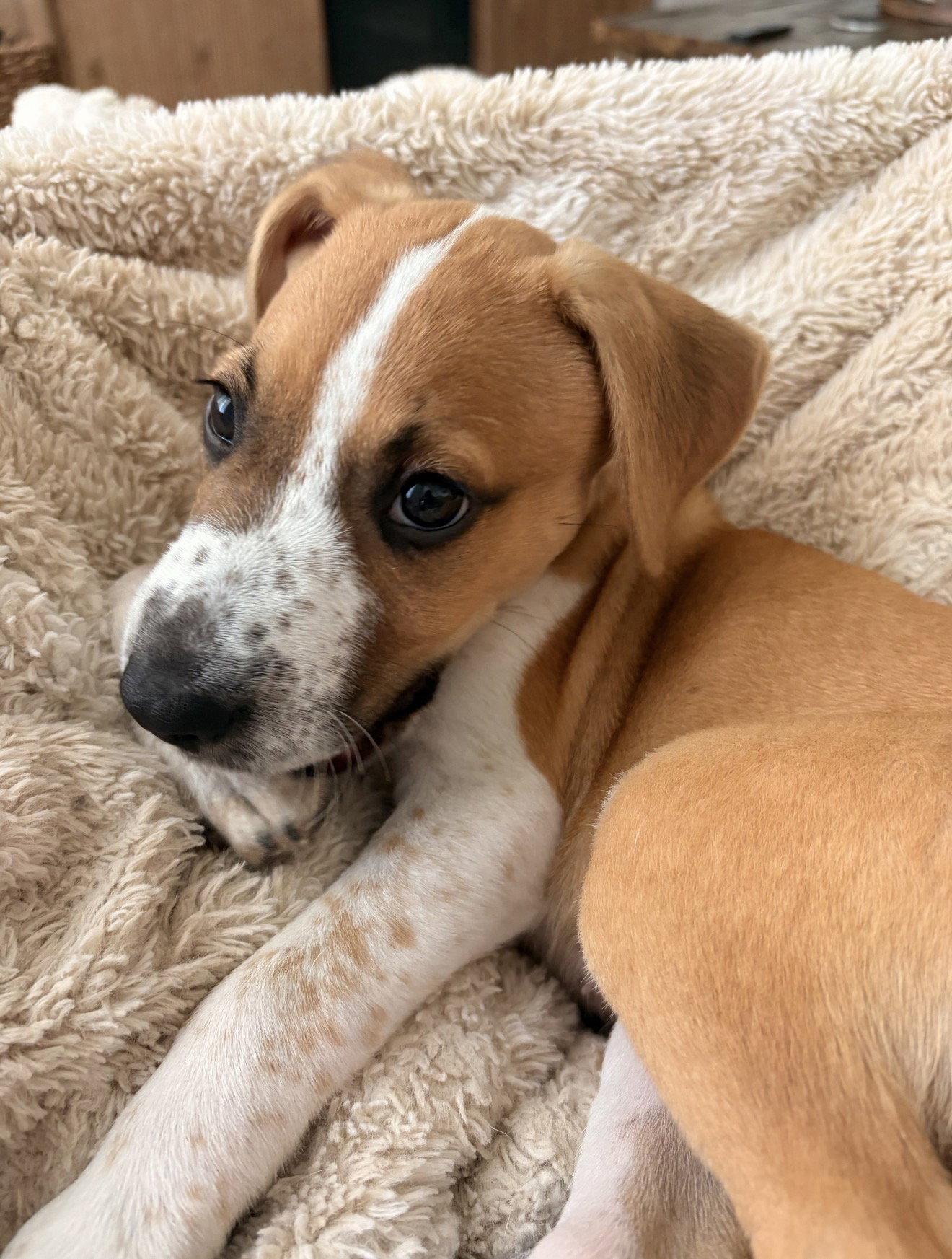 Enlarge Laliah, a Adoptable mixed breed in Ball Ground, GA image 2/3