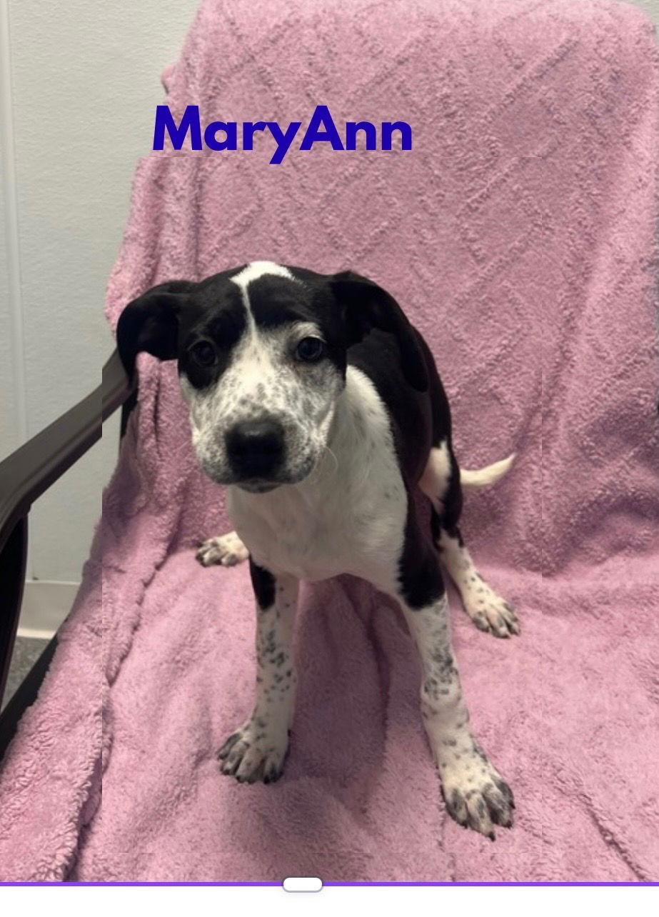 Enlarge Mary Ann, a Adoptable mixed breed in Steeleville, IL image 2/3