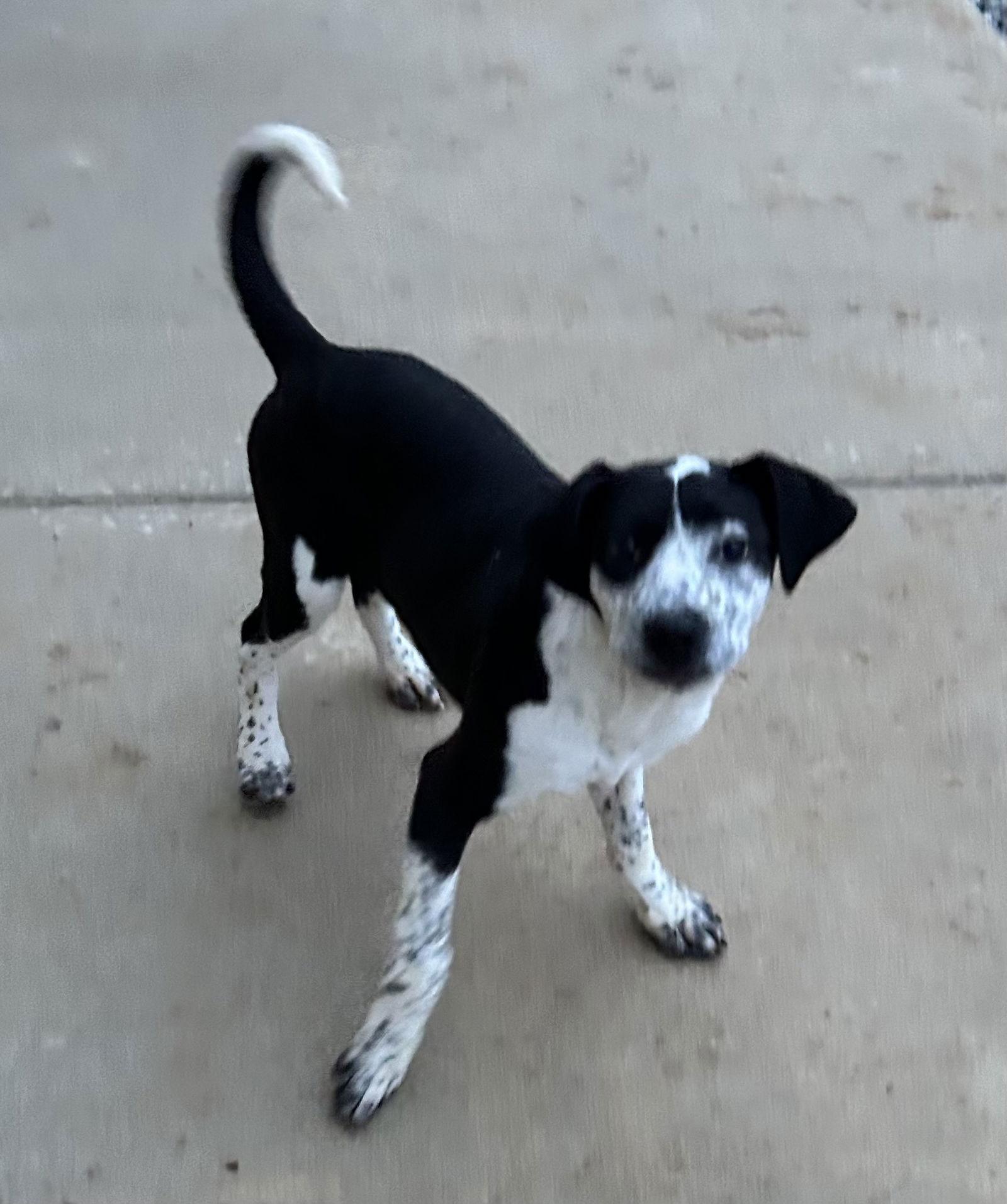 Mary Ann, Adoptable, Puppy Female Catahoula Leopard Dog & Boxer.