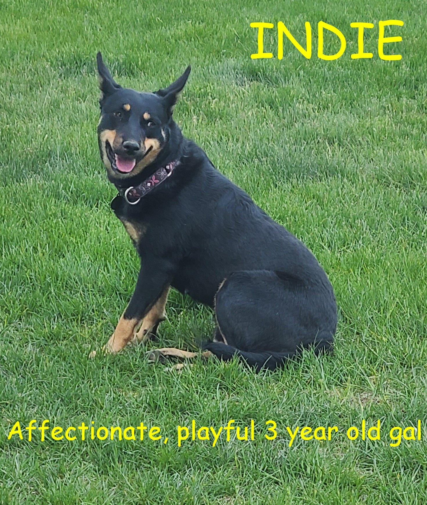 Enlarge Indie, a Adoptable mixed breed in Jerome, ID image 2/6