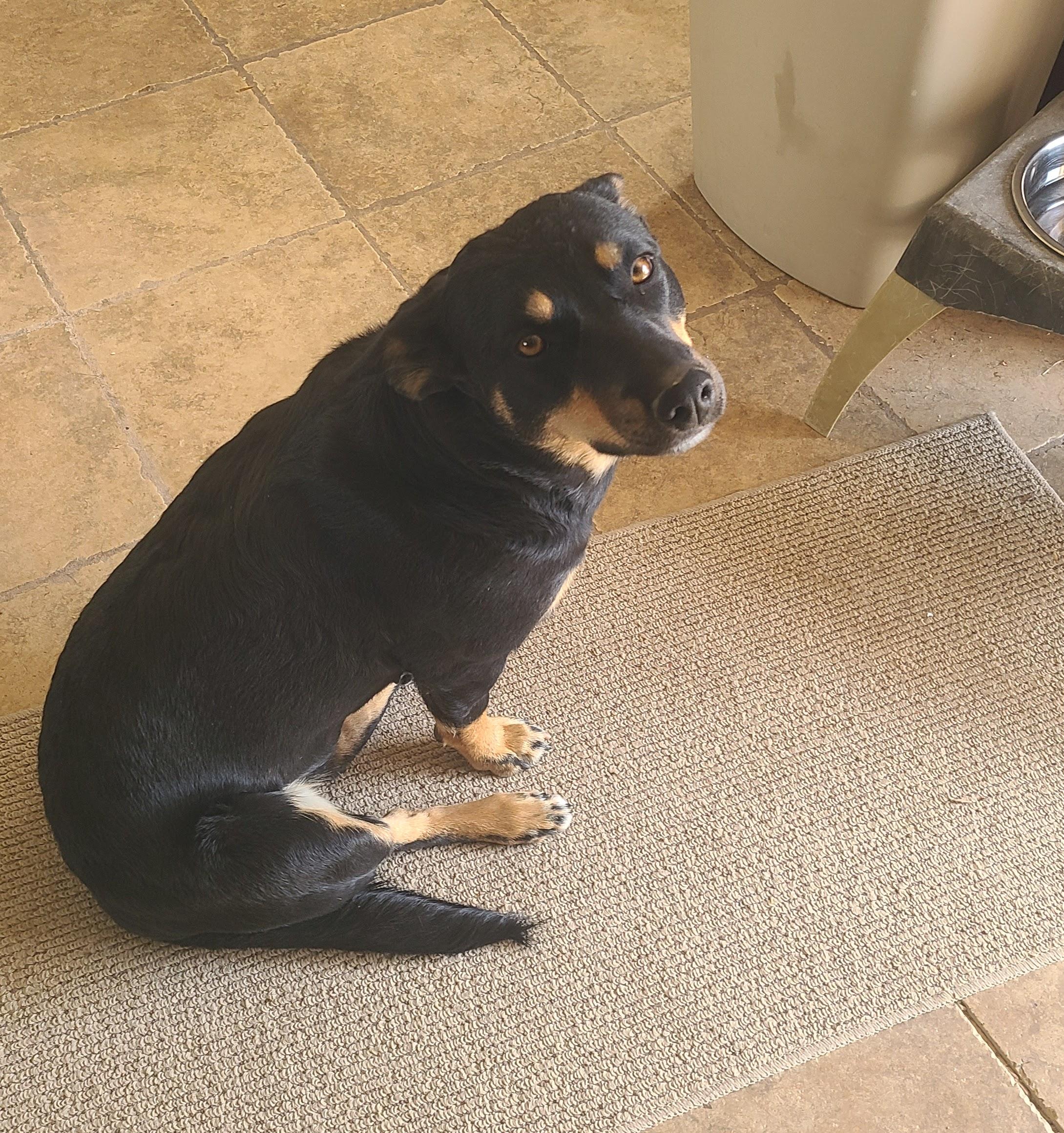 Enlarge Indie, a Adoptable mixed breed in Jerome, ID image 5/6