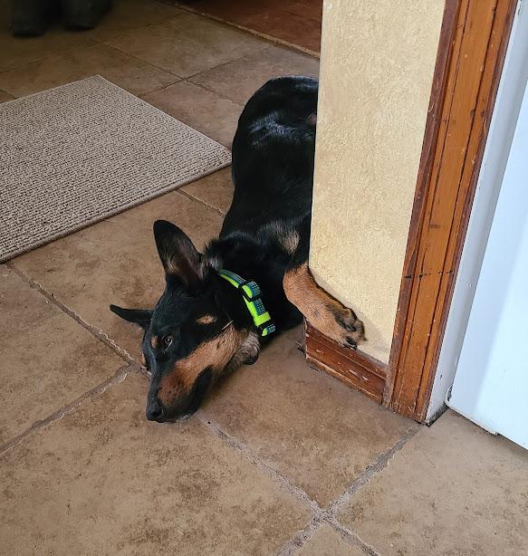 Enlarge Indie, a Adoptable mixed breed in Jerome, ID image 6/6