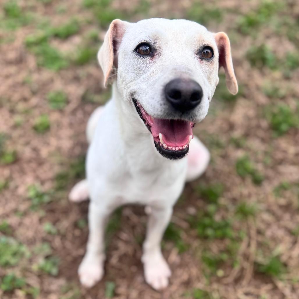 Irish — thumbnail 2