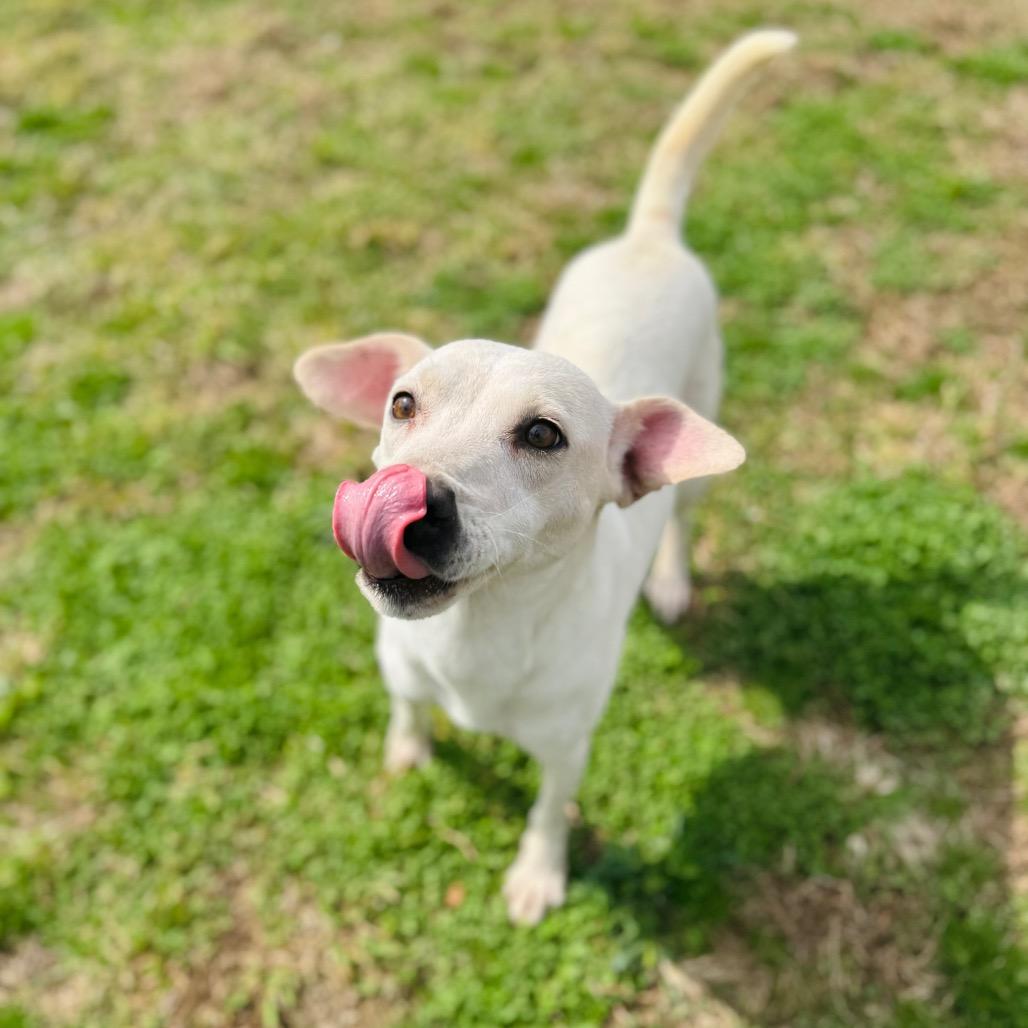 Irish — thumbnail 3