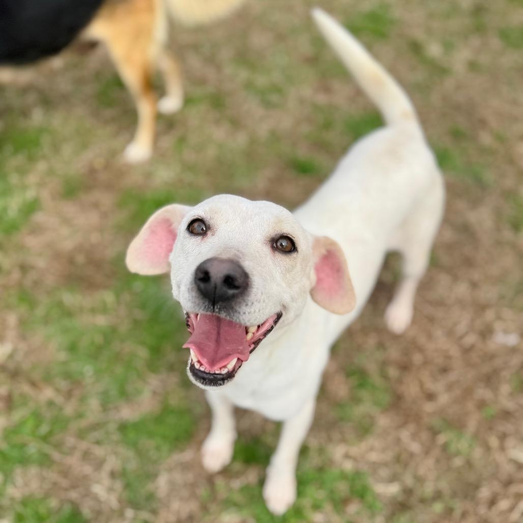 Irish — thumbnail 4