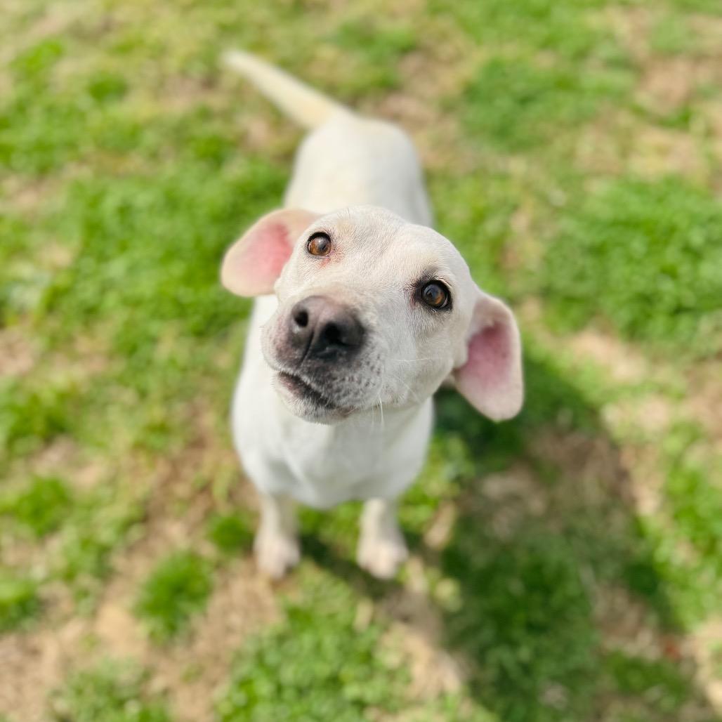 Irish — thumbnail 5