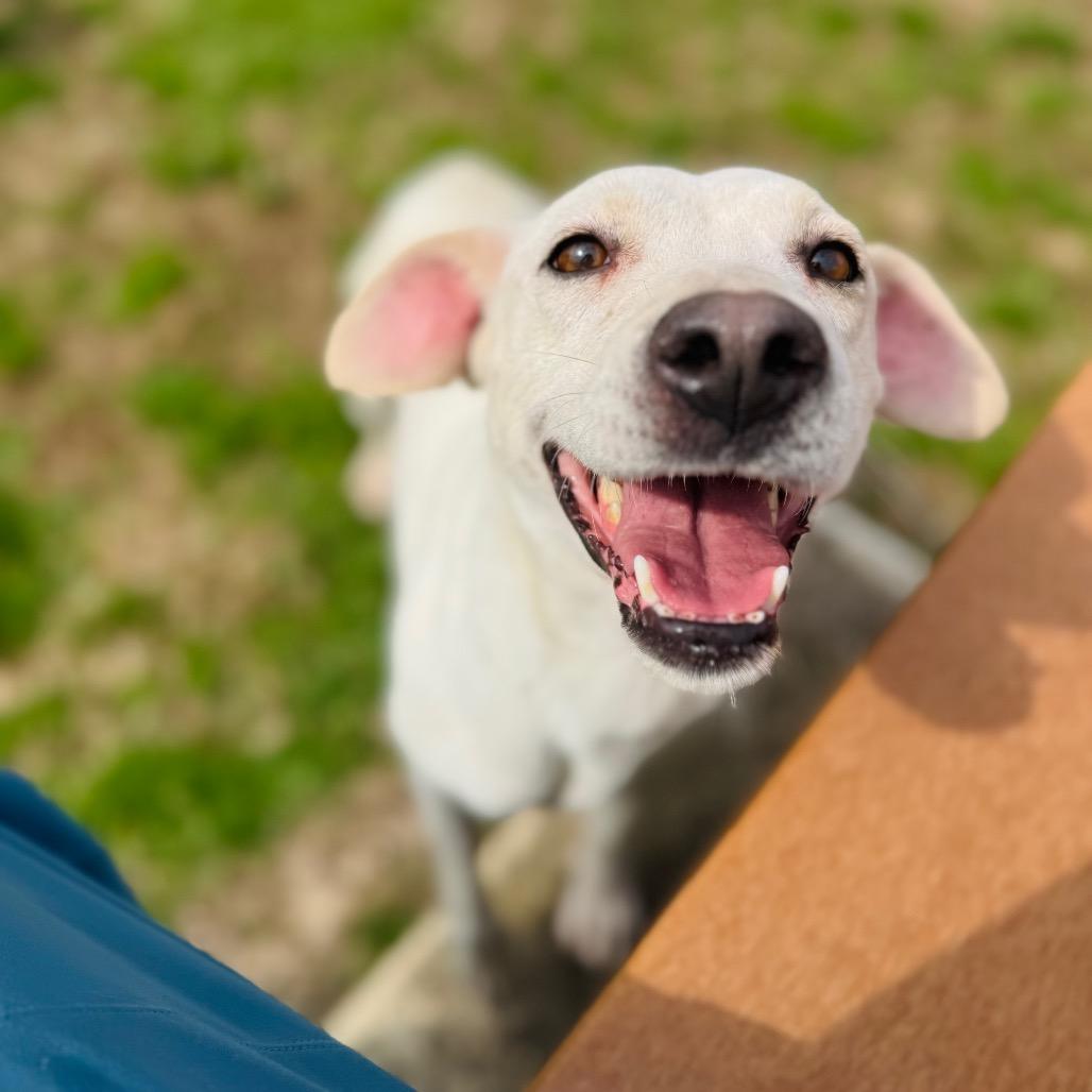 Irish — thumbnail 6