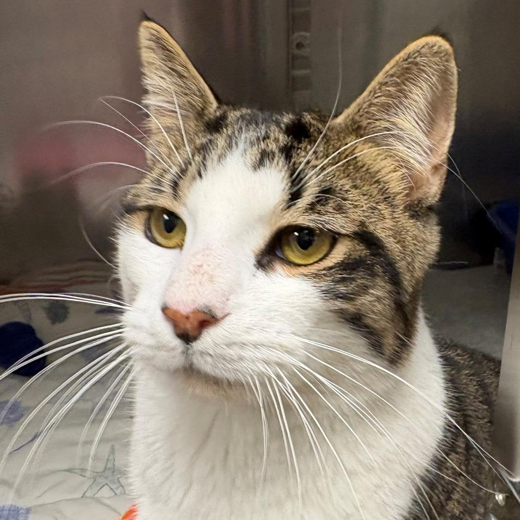 Enlarge Milo, a Adoptable Domestic Short Hair in East Hanover, NJ image 1/6