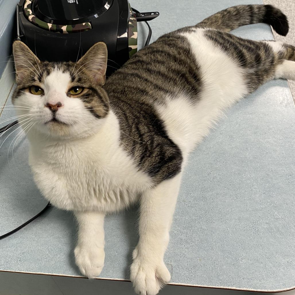 Enlarge Milo, a Adoptable Domestic Short Hair in East Hanover, NJ image 2/6