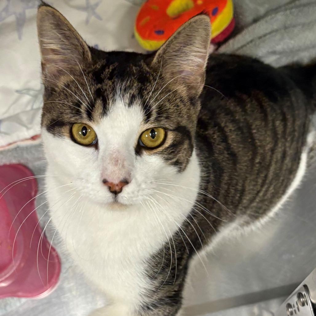 Enlarge Milo, a Adoptable Domestic Short Hair in East Hanover, NJ image 3/6