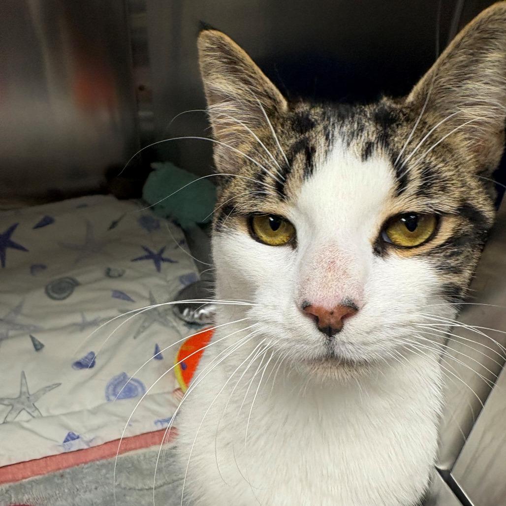 Enlarge Milo, a Adoptable Domestic Short Hair in East Hanover, NJ image 4/6