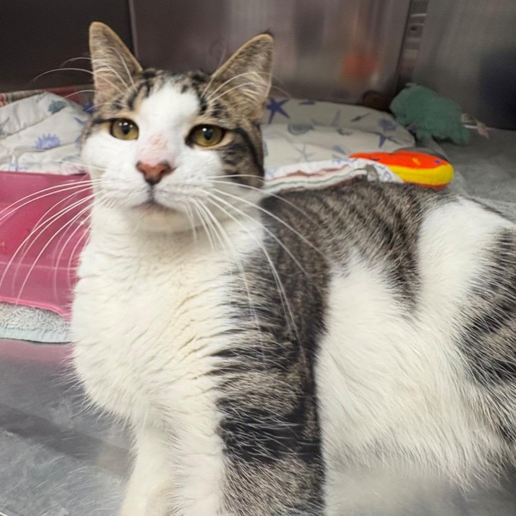 Enlarge Milo, a Adoptable Domestic Short Hair in East Hanover, NJ image 5/6