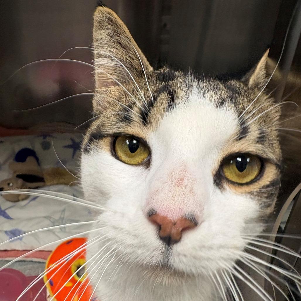 Enlarge Milo, a Adoptable Domestic Short Hair in East Hanover, NJ image 6/6