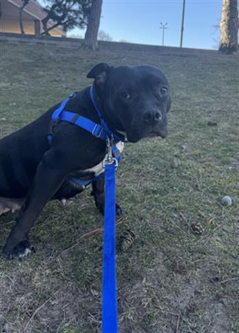 KIRA, Adoptable, Adult Female American Bulldog & Mixed Breed.