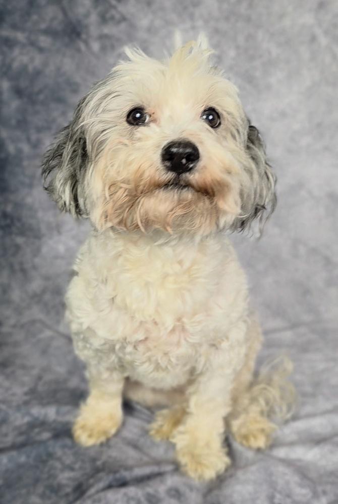Ellie, Adoptable, Adult Female Poodle.