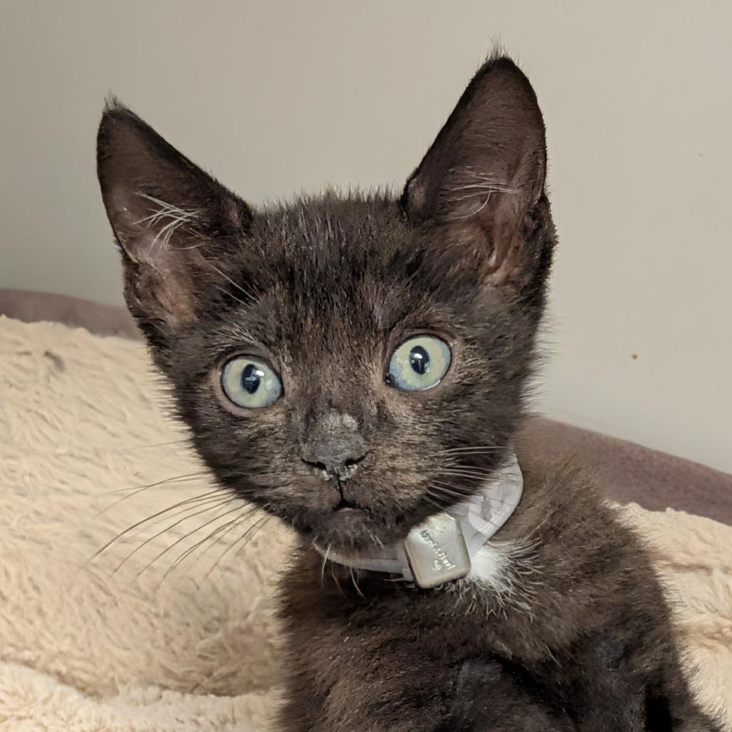 Enlarge Arowana, a Adoptable Domestic Short Hair in Hawthorne, CA image 1/2