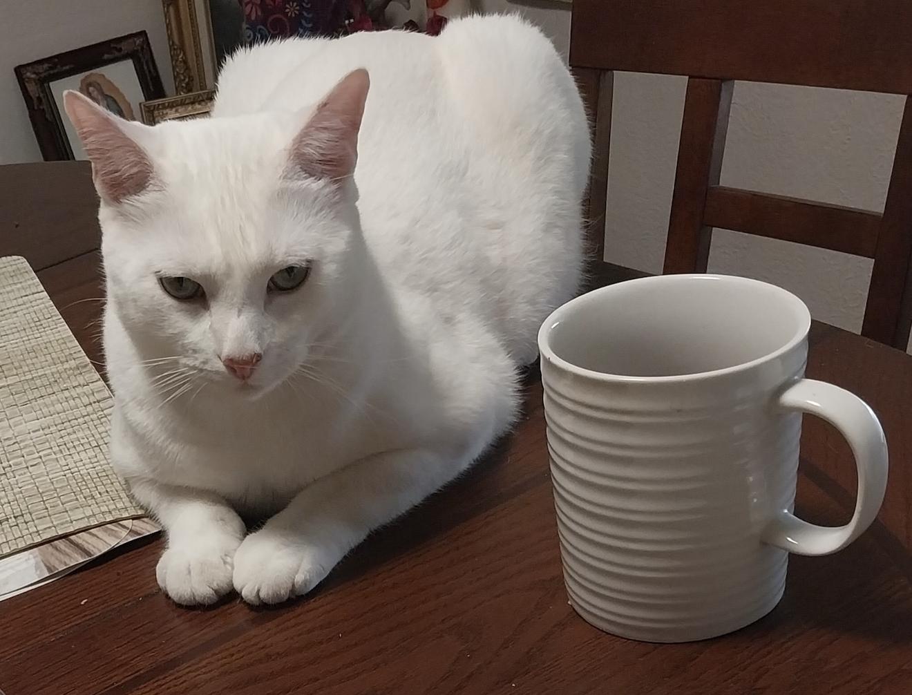 Enlarge Coco White, a Adoptable Domestic Short Hair in Frisco, TX image 1/2