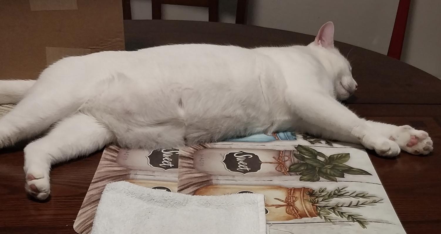Coco White, Adoptable, Adult Male Domestic Short Hair.