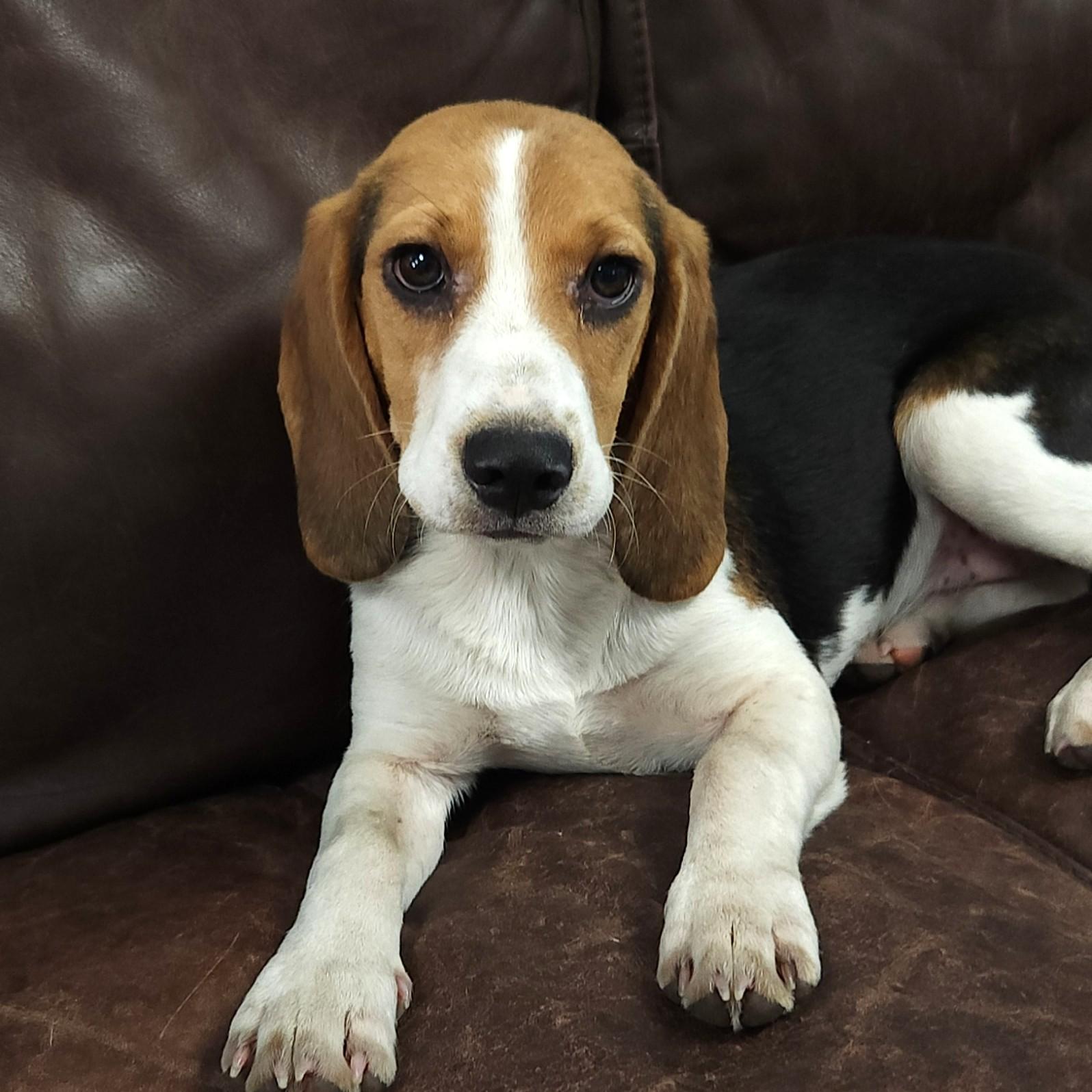 Enlarge Beatrix, an adopted mixed breed in Marshfield, WI image 2/6