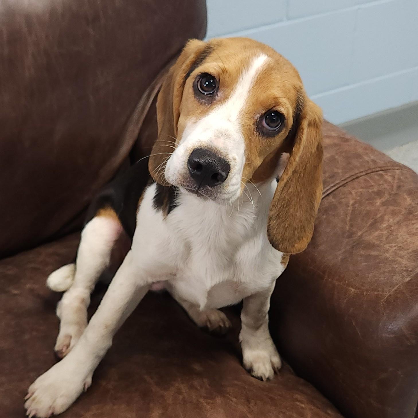 Enlarge Beatrix, an adopted mixed breed in Marshfield, WI image 4/6