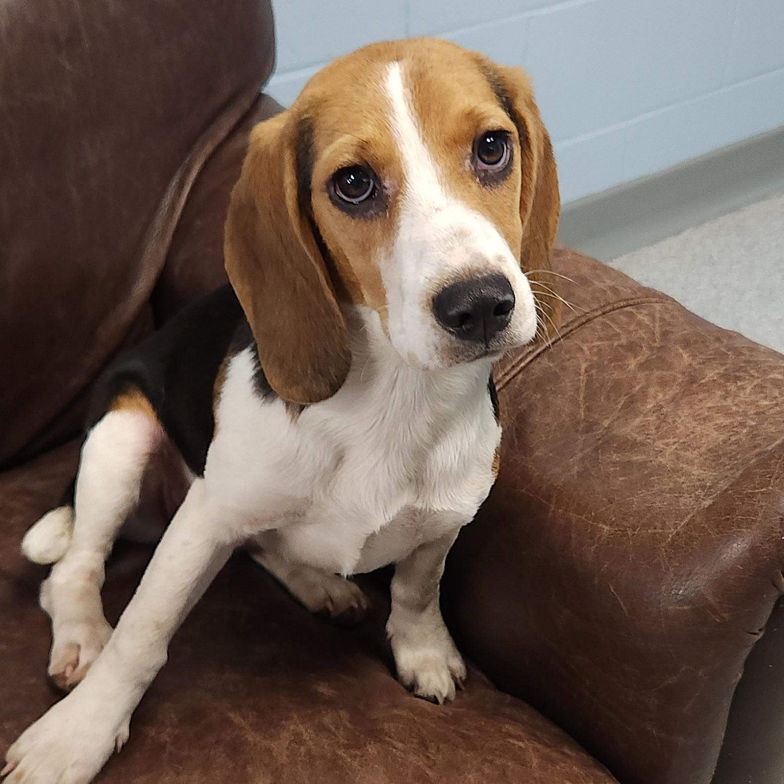 Enlarge Beatrix, an adopted mixed breed in Marshfield, WI image 1/6