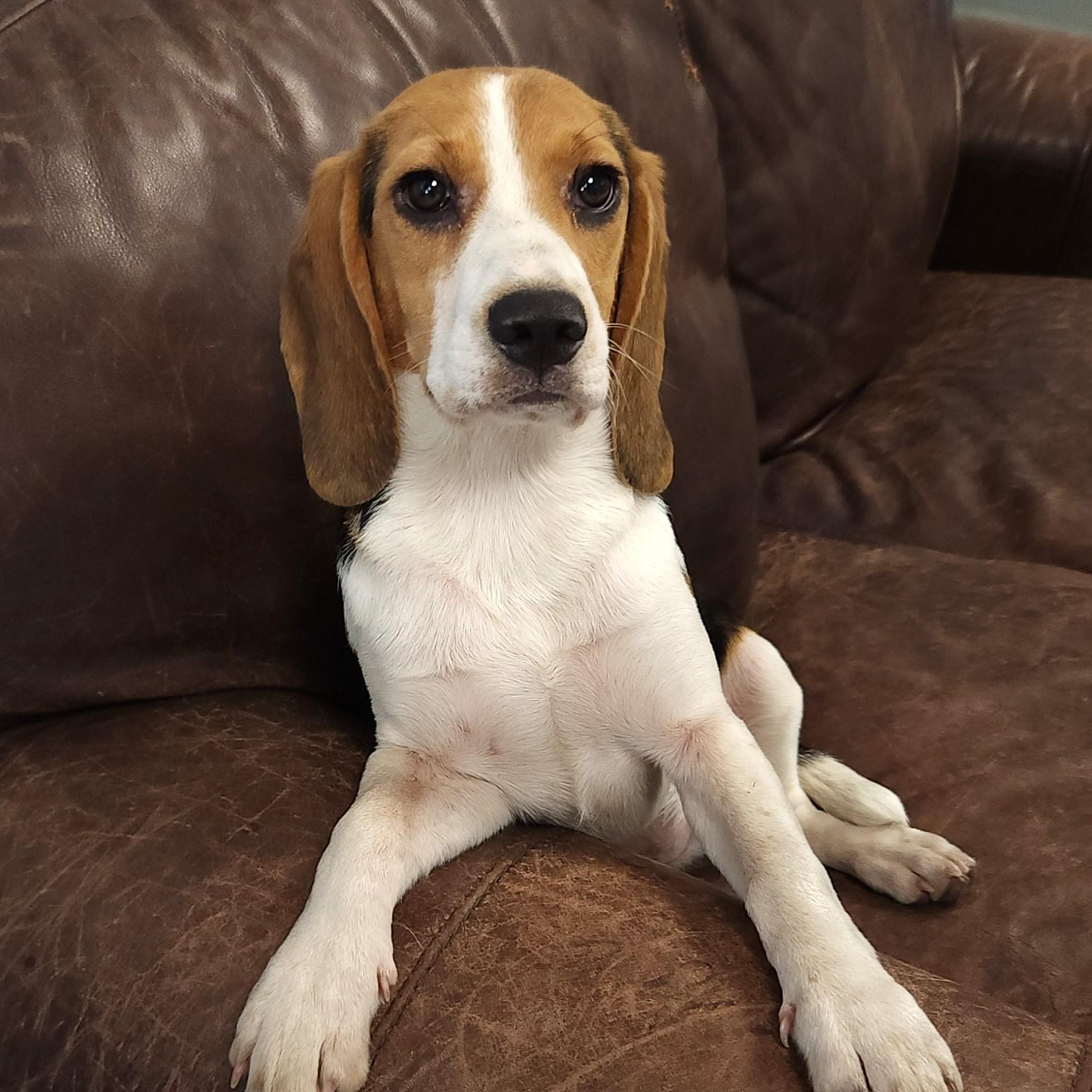 Enlarge Beatrix, an adopted mixed breed in Marshfield, WI image 5/6