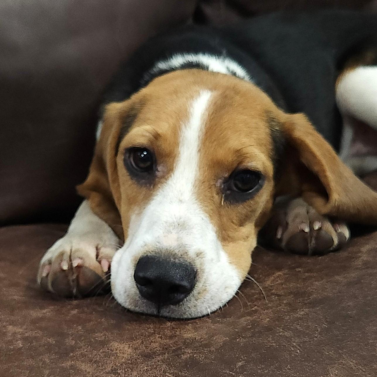 Enlarge Beatrix, an adopted mixed breed in Marshfield, WI image 3/6