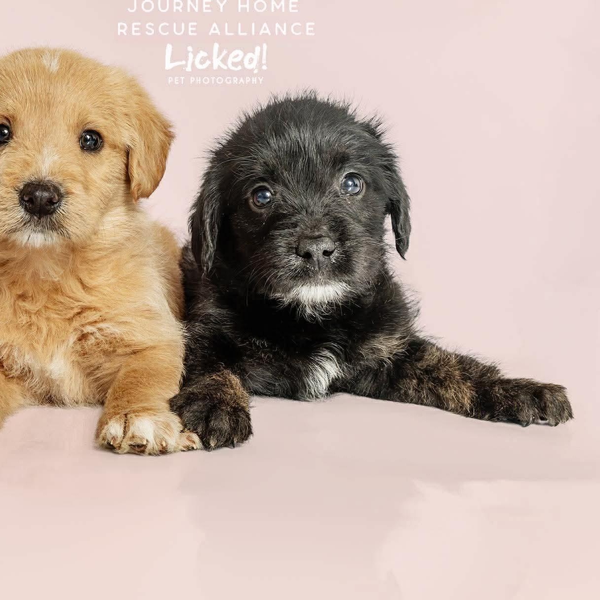 Biscuit, ADOPTABLE, Puppy Male Labrador Retriever.