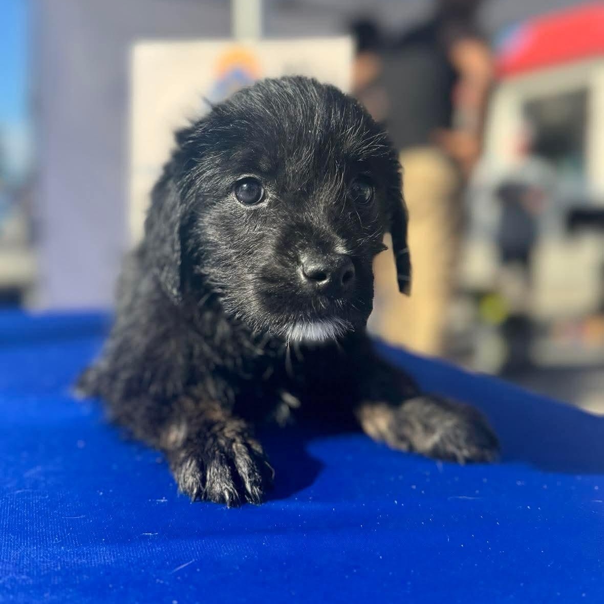 Enlarge Biscuit, a ADOPTABLE mixed breed in Wando, SC image 3/3