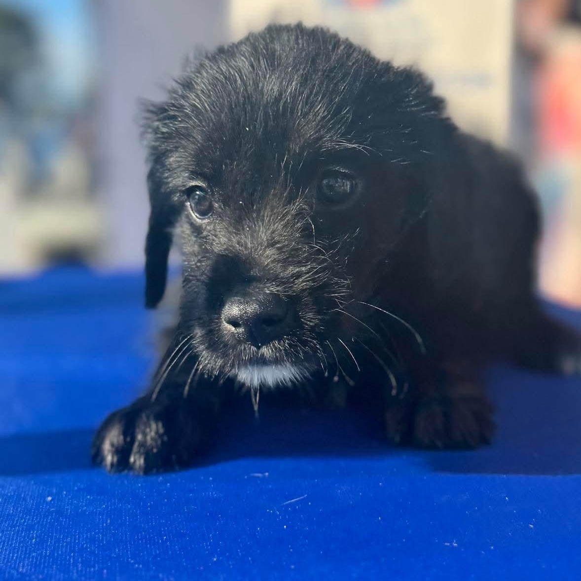 Enlarge Biscuit, a ADOPTABLE mixed breed in Wando, SC image 2/3