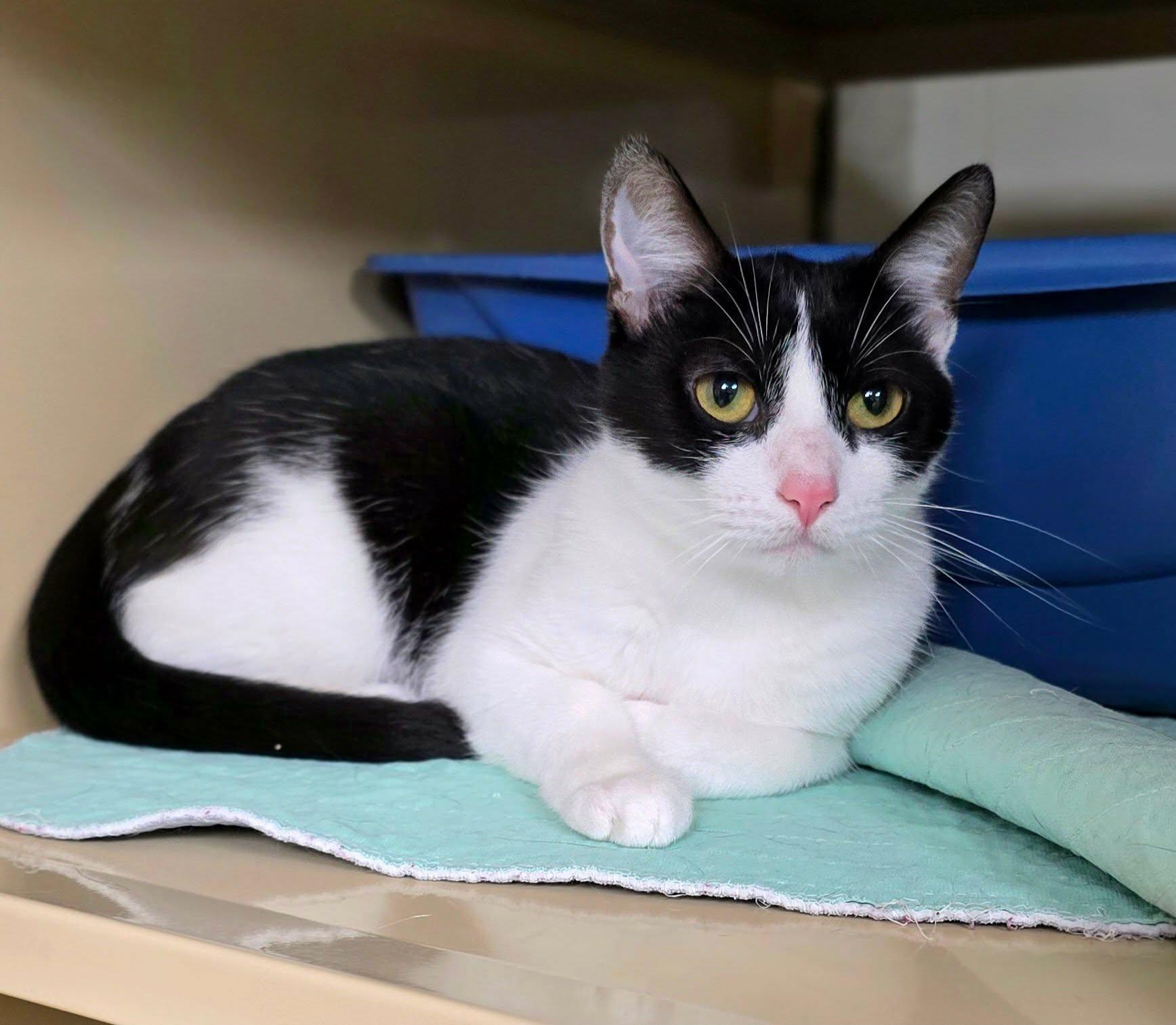 Dixie, ADOPTABLE, Young Female Domestic Short Hair.