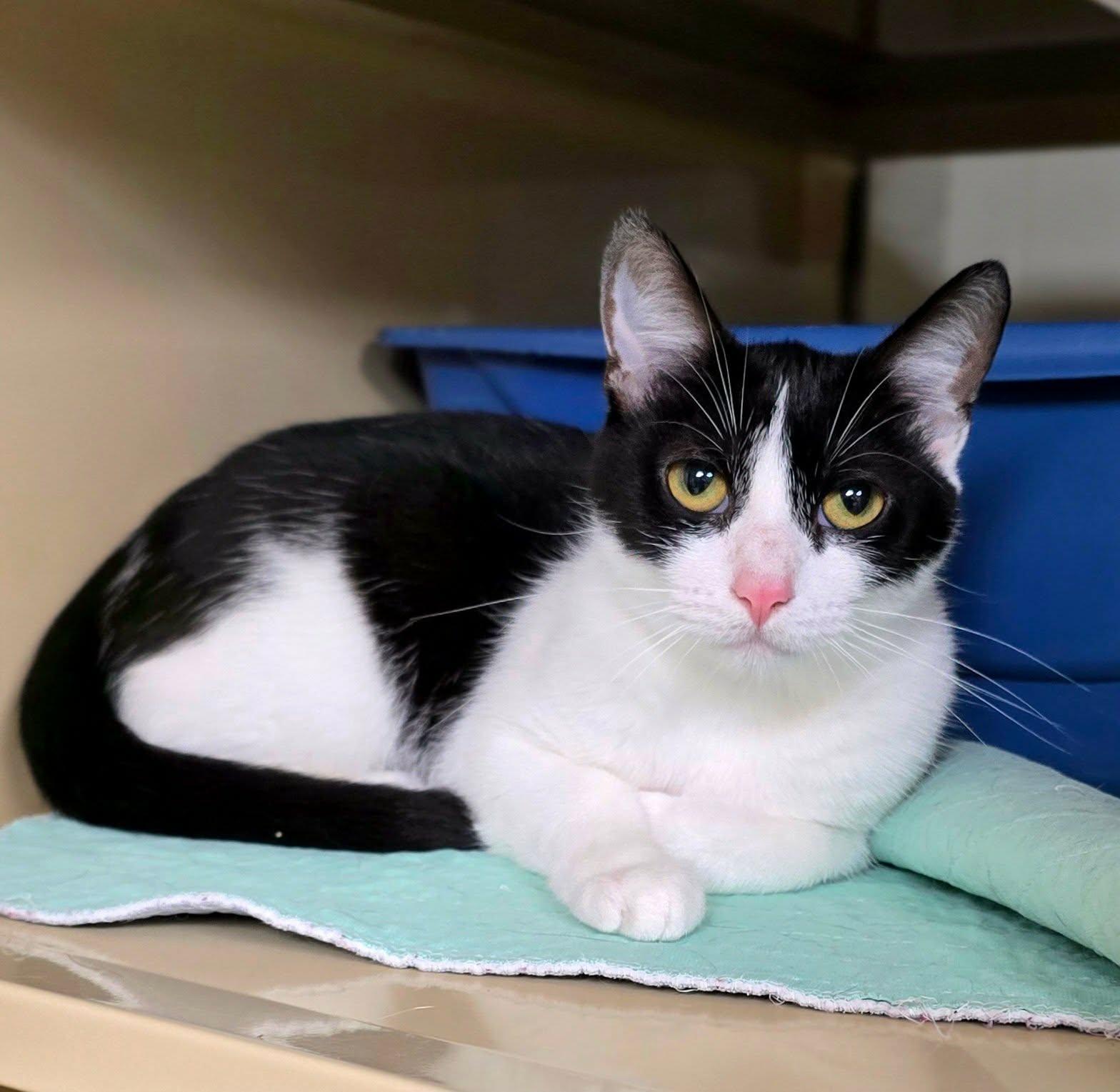 Enlarge Dixie, a ADOPTABLE Domestic Short Hair in New Castle, PA image 3/4