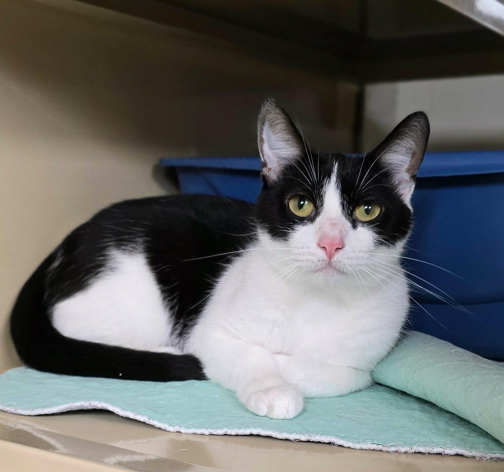 Enlarge Dixie, a ADOPTABLE Domestic Short Hair in New Castle, PA image 2/4