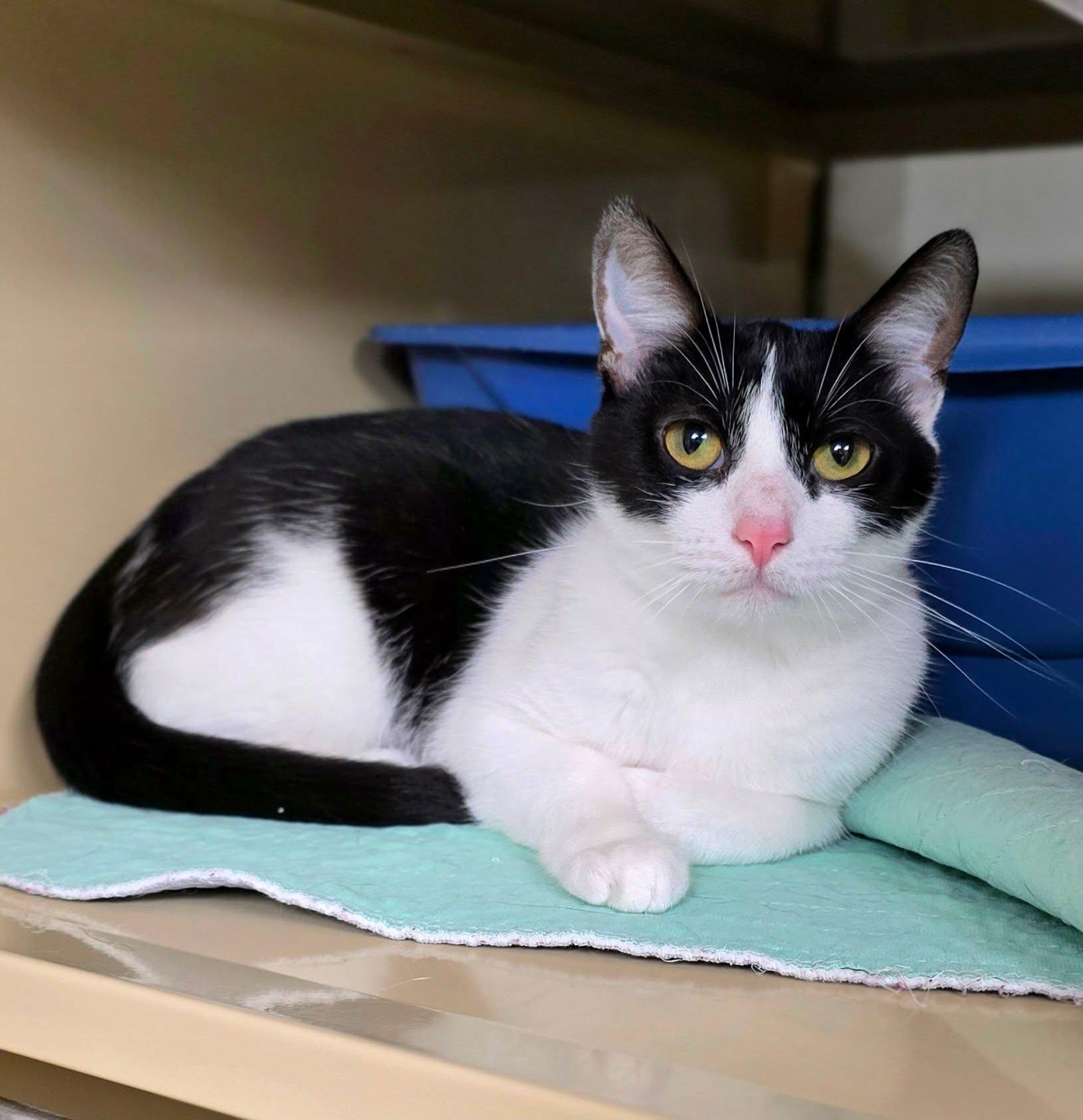 Enlarge Dixie, a ADOPTABLE Domestic Short Hair in New Castle, PA image 4/4