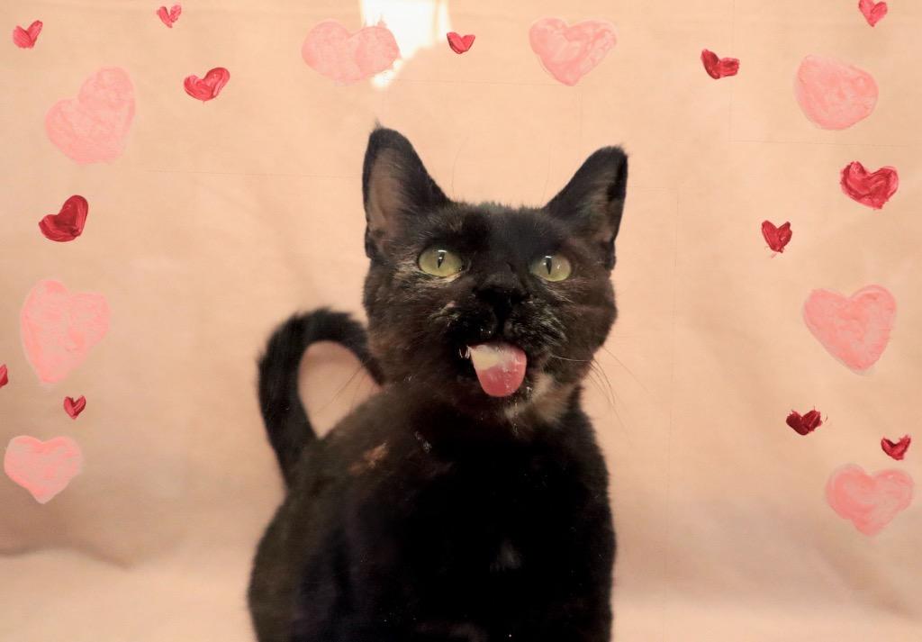 Stiletto, Adoptable, Young Female Domestic Short Hair.