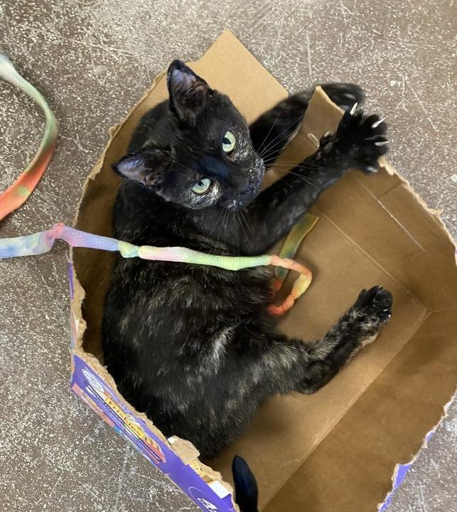 Enlarge Stiletto, a Adoptable mixed breed in Minot, ND image 2/6